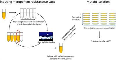 Frontiers | Liquid Chromatography-Tandem Mass Spectrometry